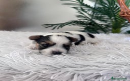 Yorkshire Terrier perros en venta: YORKSHIRE BIEWER HEMBRA - Anuncio 13