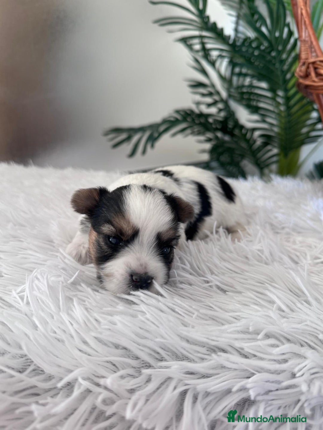 Yorkshire Terrier perros en venta: YORKSHIRE BIEWER HEMBRA - Anuncio 13