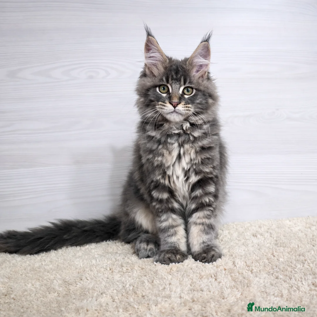 Maine Coon gatos en venta: Gatito maine coon macho - Anuncio 1