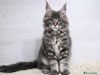 Maine Coon gatos Gatito maine coon macho - Anuncio 1