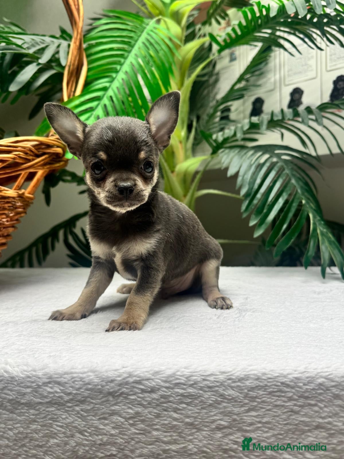 Chihuahua perros CHIHUAHUA BLUE - Anuncio 2