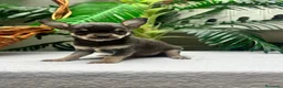 Chihuahua perros en venta: CHIHUAHUA BLUE - Anuncio 1