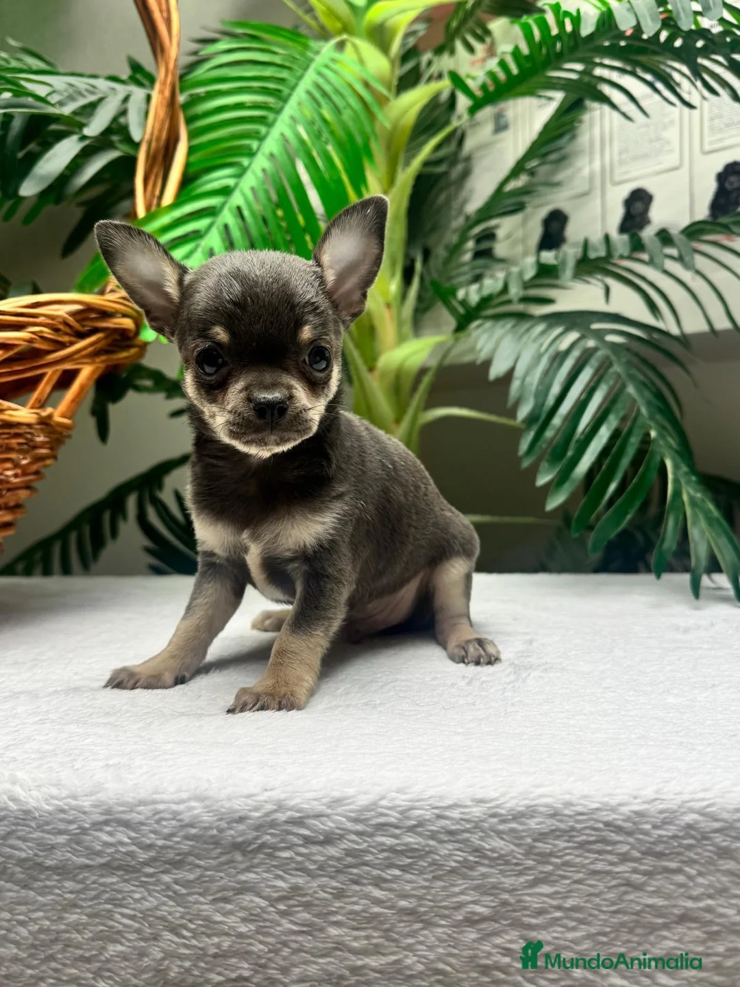 Chihuahua perros en venta: CHIHUAHUA BLUE - Anuncio 1