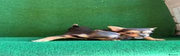 Chihuahua perros en venta: Chihuhua  - Anuncio 8