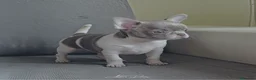 Chihuahua perros en venta: Chihuahua  - Anuncio 4
