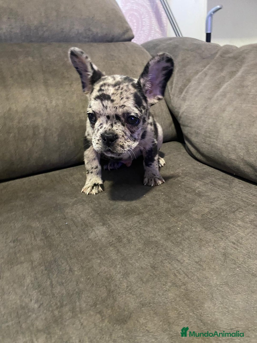 Bulldog Francés perros en venta: Bulldog francés exótico último!! - Anuncio 10