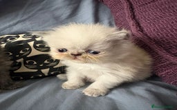 Persa gatos en venta: Persas en Jerez  - Imagen 2
