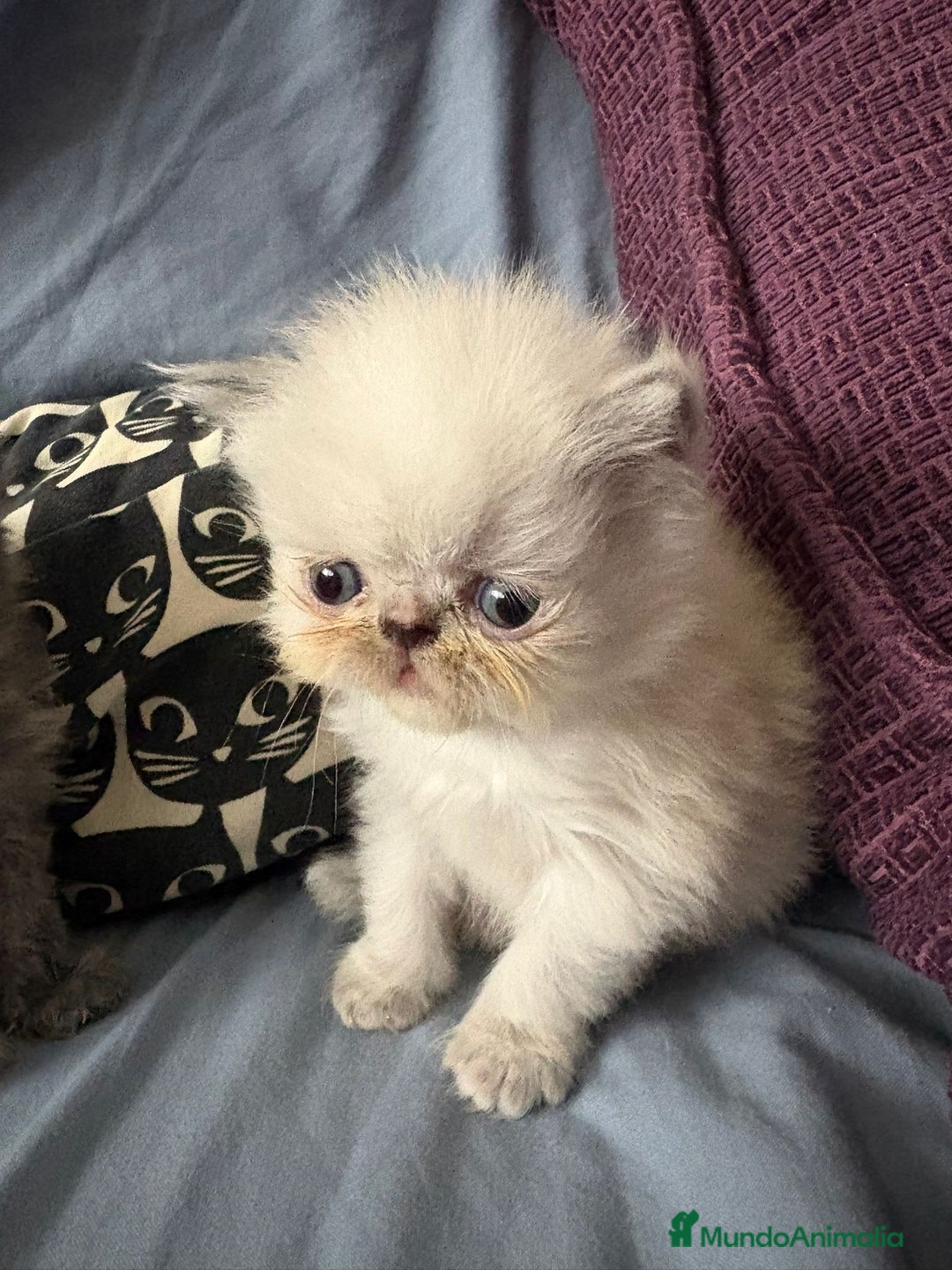 Persa gatos en venta: Persas en Jerez  - Imagen 2