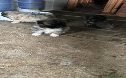 Shih Tzu perros en venta: Shih tzu  - Imagen 2