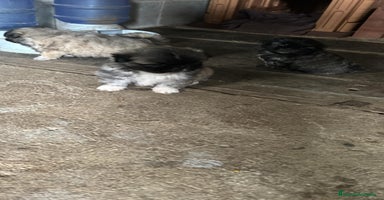 Shih Tzu perros - Anuncio 15