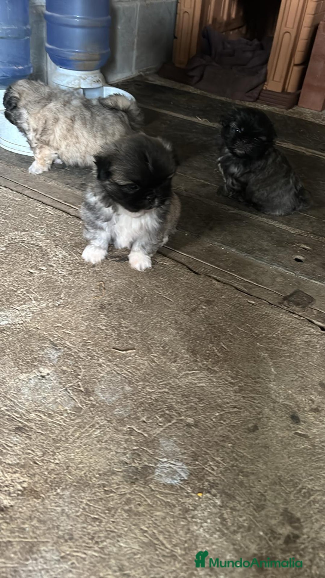 Shih Tzu perros en venta: Shih tzu  - Imagen 2