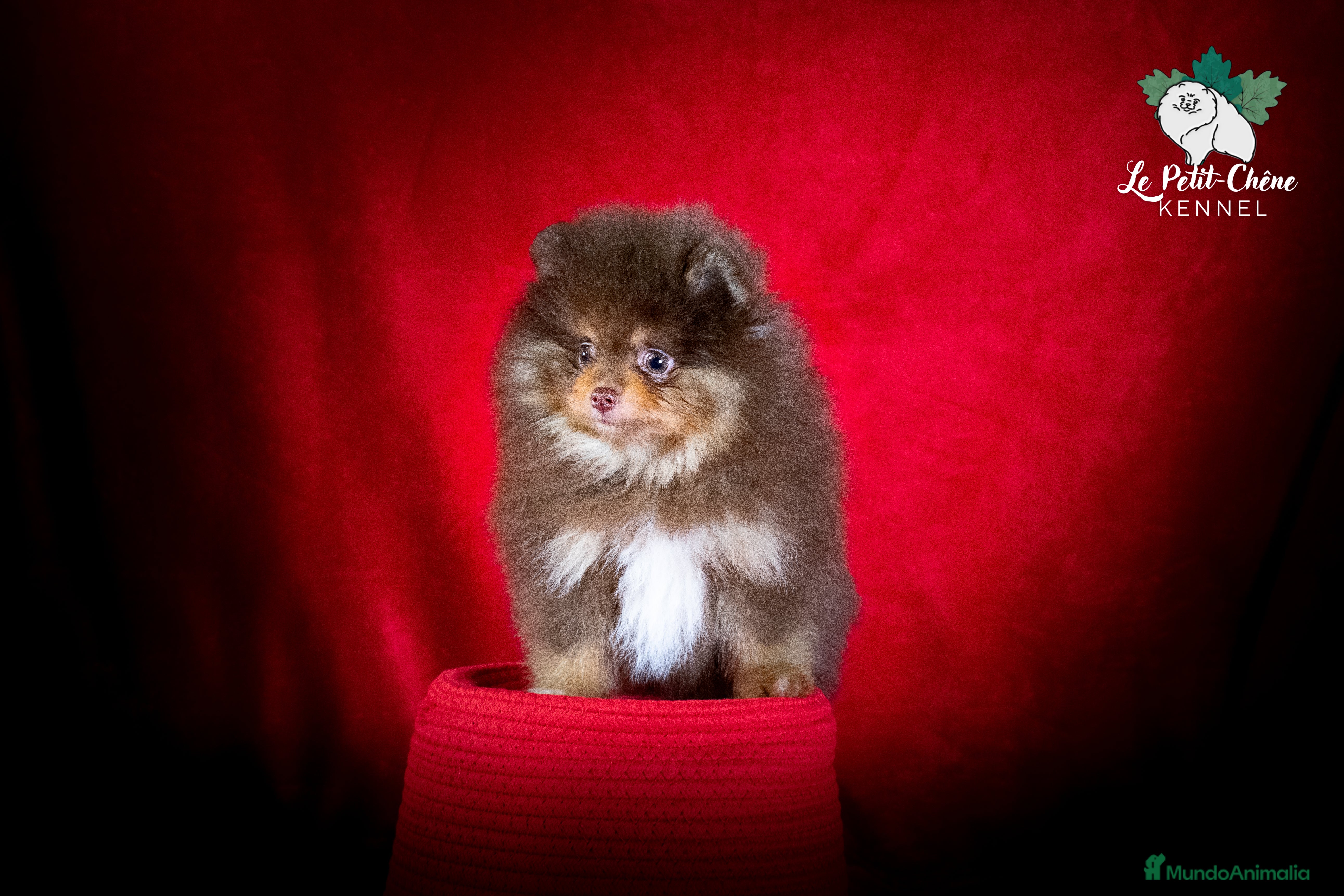 Pomerania perros Pomerania Chocolate y Fuego Macho - Anuncio 1