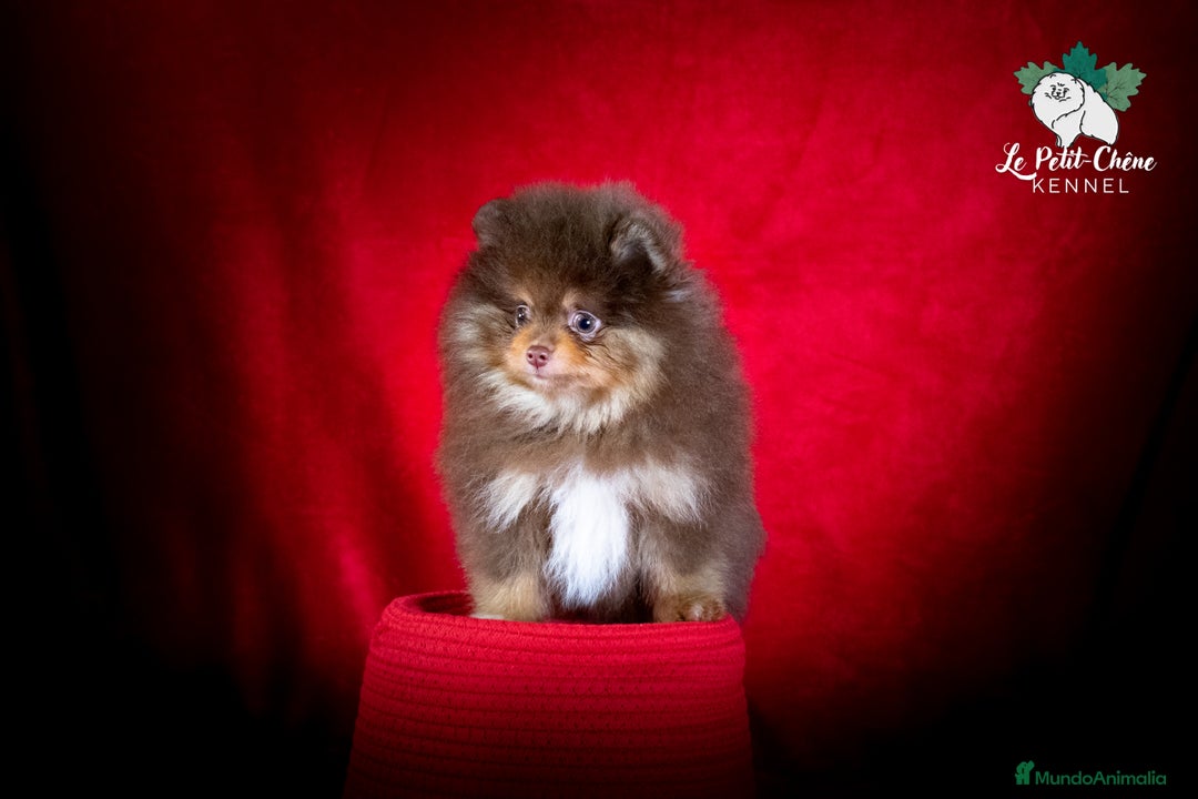 Pomerania perros en venta: Pomerania Chocolate y Fuego Macho - Anuncio 1