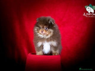 Pomerania perros Pomerania Chocolate y Fuego Macho - Anuncio 1