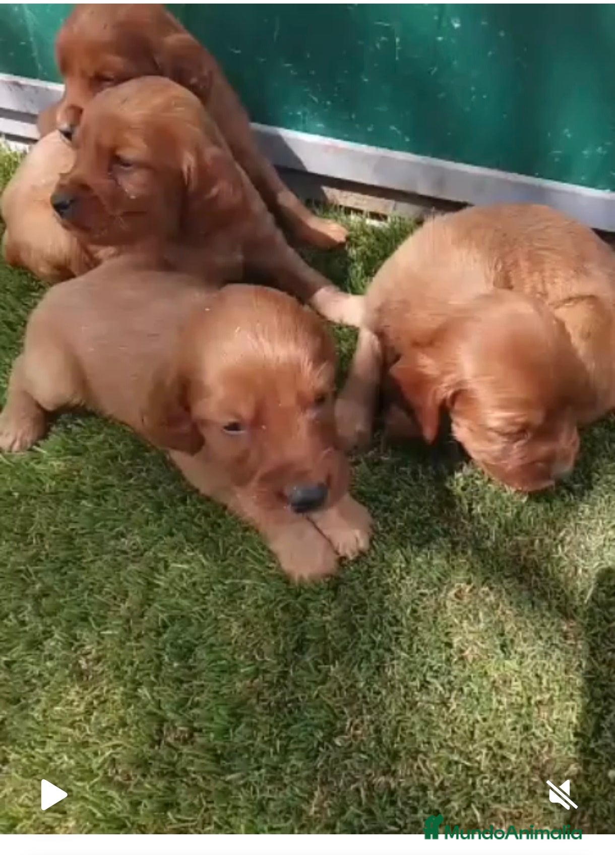 Setter Irlandés Rojo perros Setter irlandes rojos en Madrid y Segovia  - Anuncio 2