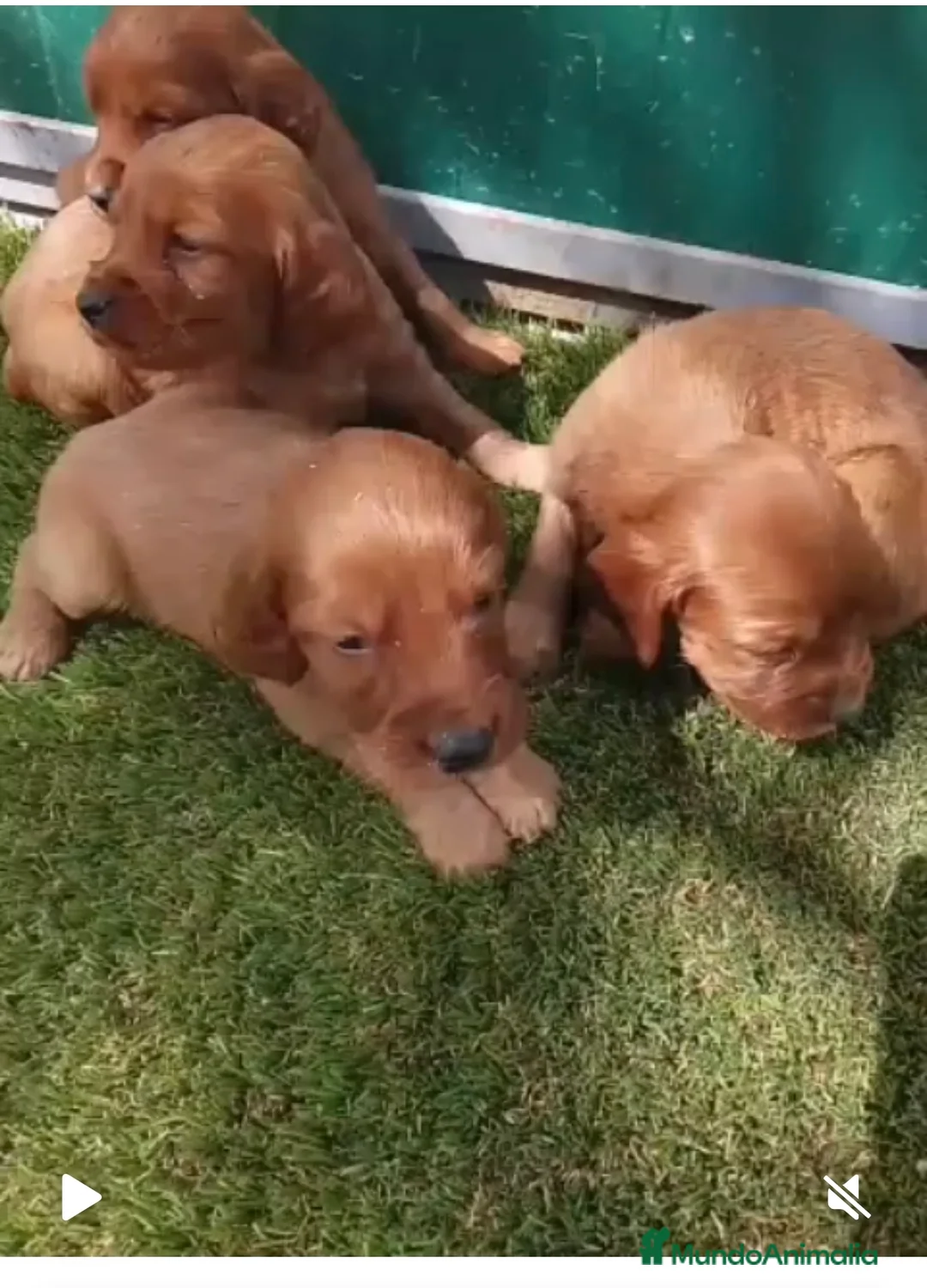 Setter Irlandés Rojo perros en venta: Setter irlandes rojos en Madrid y Segovia  - Anuncio 1