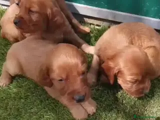 Setter Irlandés Rojo perros Setter irlandes rojos en Madrid y Segovia - Anuncio 2