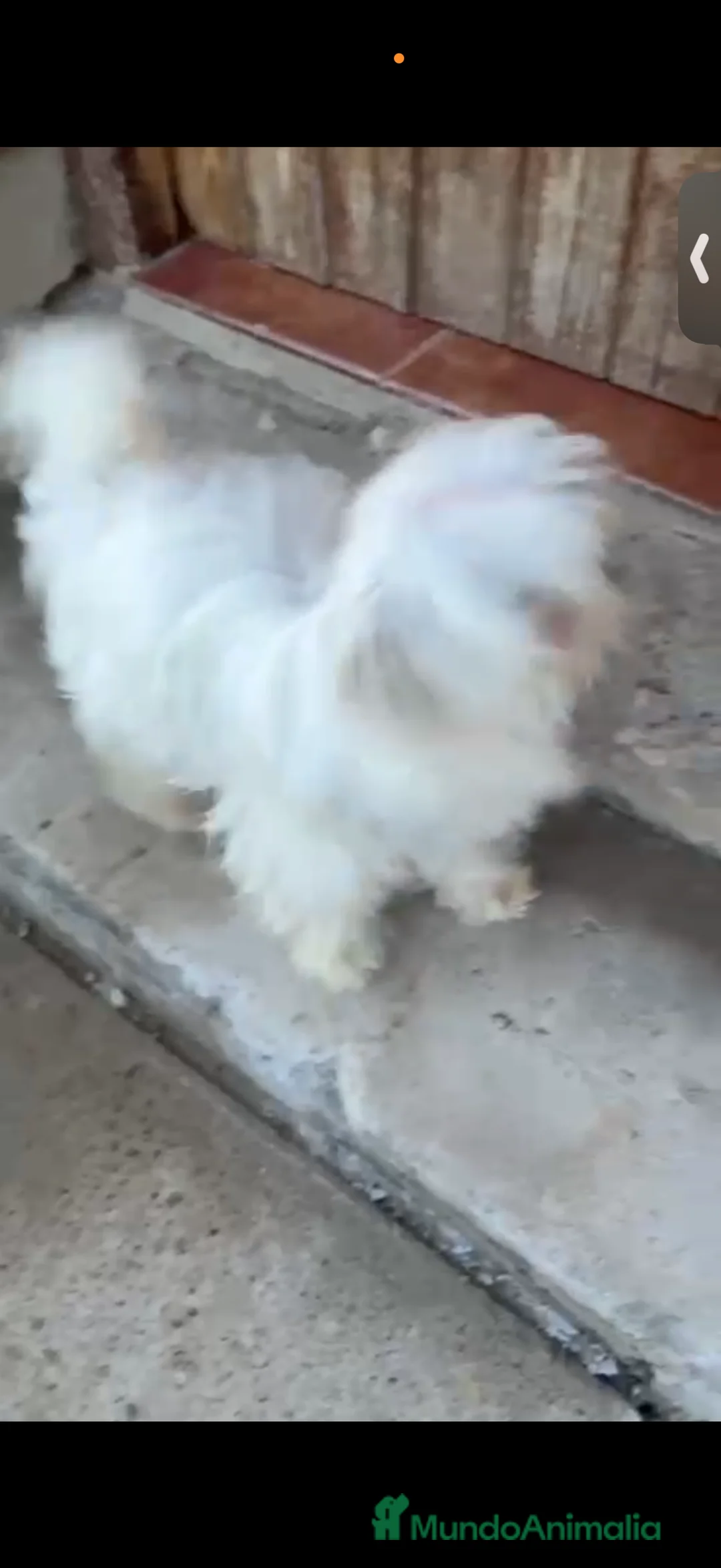 Maltipoo perros en venta: MALTIPOO - Anuncio 2