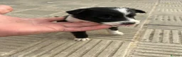 Border Collie perros en venta: Bordell collin Espectaculares Cálidad Maxima - Anuncio 13