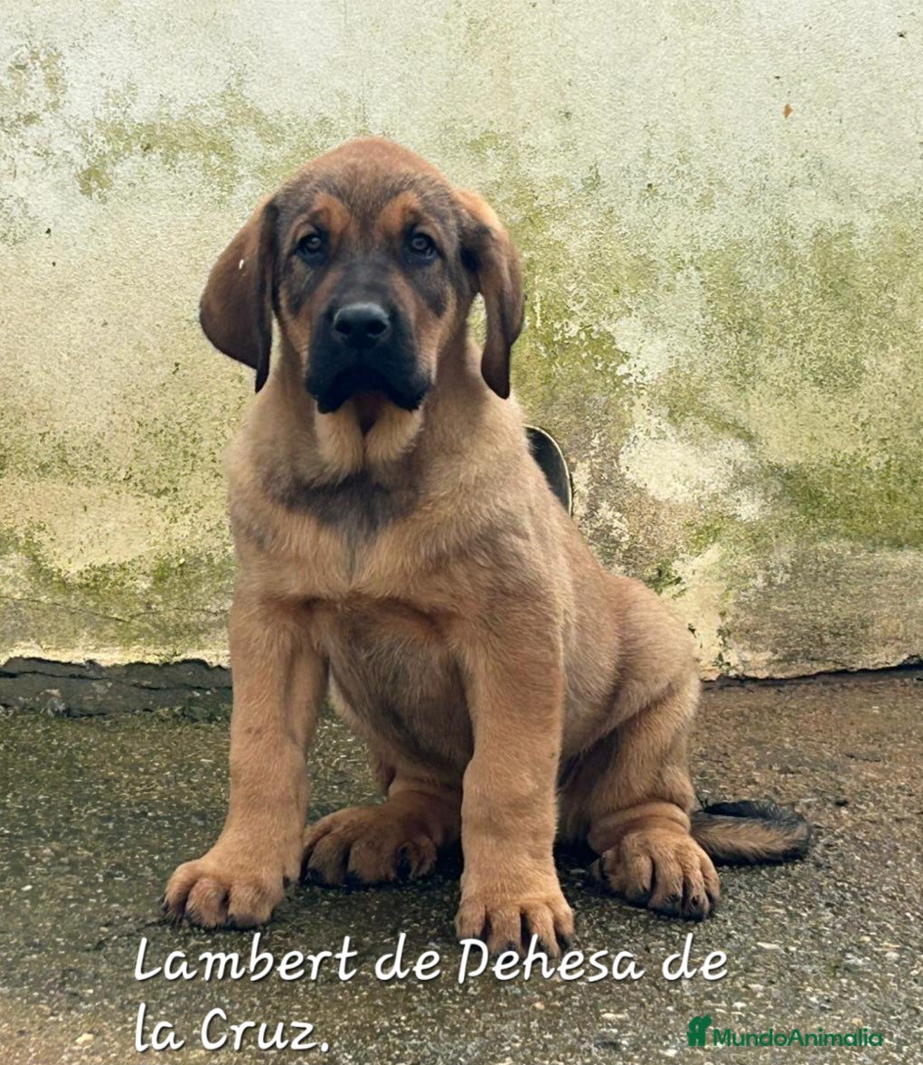 Mastín Español perros Mastín Español - Anuncio 1