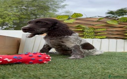 Cocker Spaniel Inglés perros en venta: COCKER RUANO - Imagen 10
