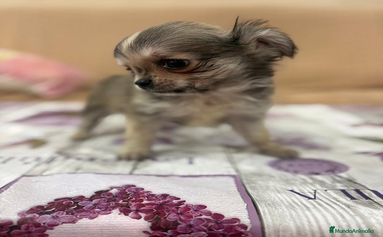 Chihuahua perros - Anuncio 8