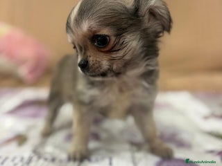 Chihuahua perros - Anuncio 9