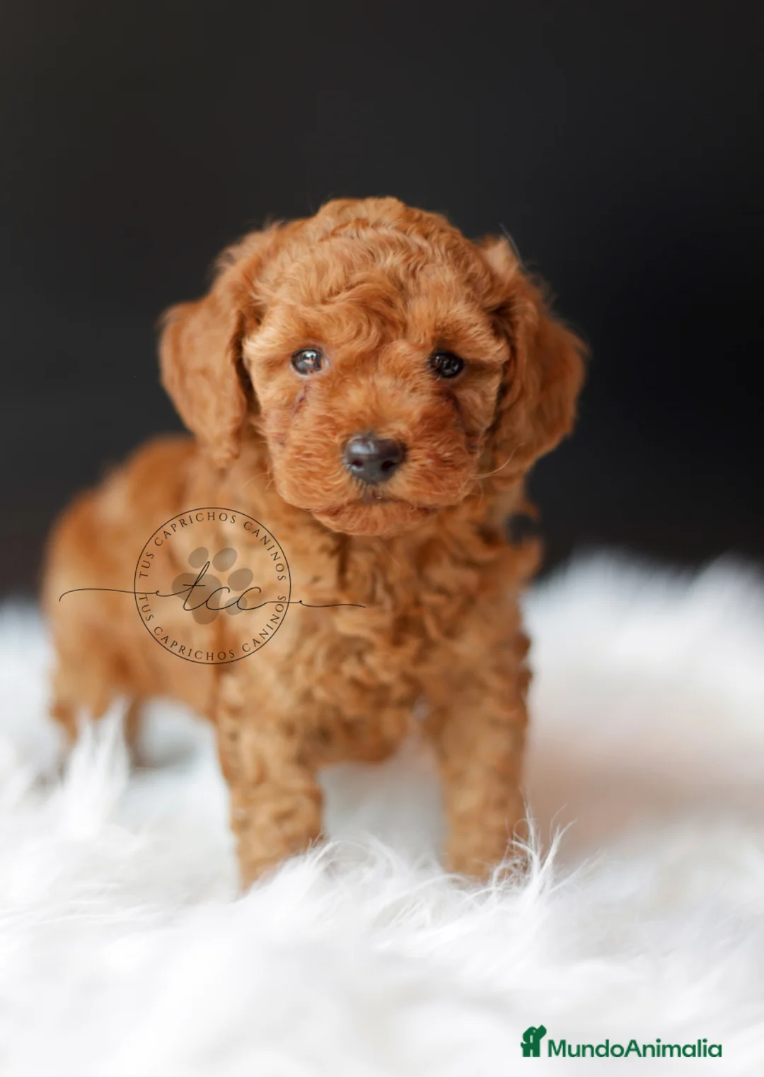 Caniche Toy perros en venta: Caniche toy roja - Anuncio 2