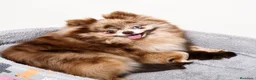 Pomerania perros en venta: POMERANIA MINI CHOCOLATES EXCLUSIVOS - Anuncio 1