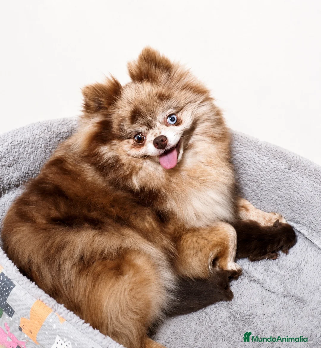Pomerania perros en venta: POMERANIA MINI CHOCOLATES EXCLUSIVOS - Anuncio 1