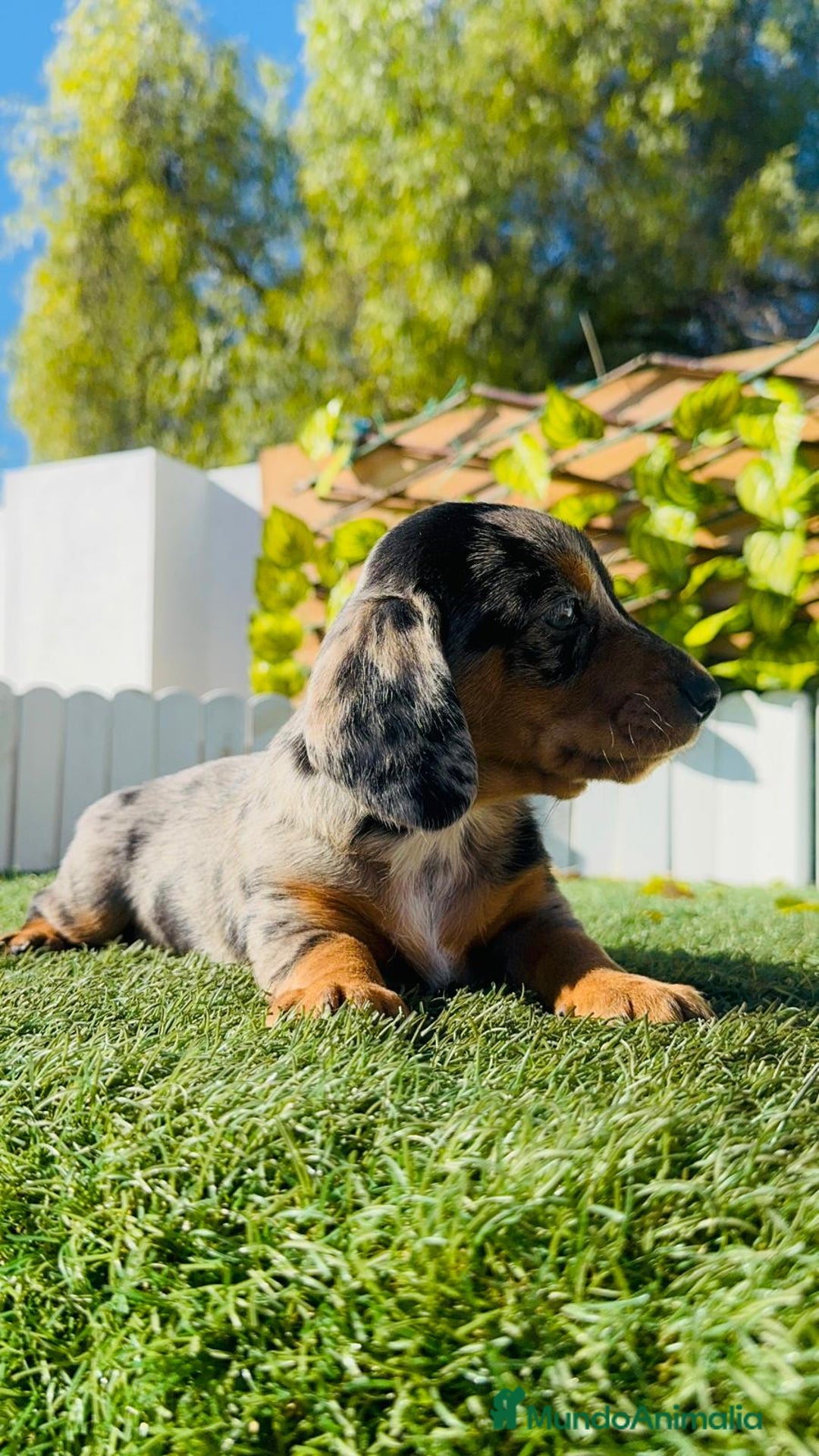 Teckel Miniatura perros en venta: TECKEL MINIATURA HEMBRA - Anuncio 11