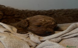 Caniche Toy perros en venta: 4 preciosos caniches toy rojos  - Imagen 2