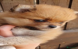 Pomerania perros en venta: Pomerania calidad TOP machito GRAN BELLEZA - Imagen 2