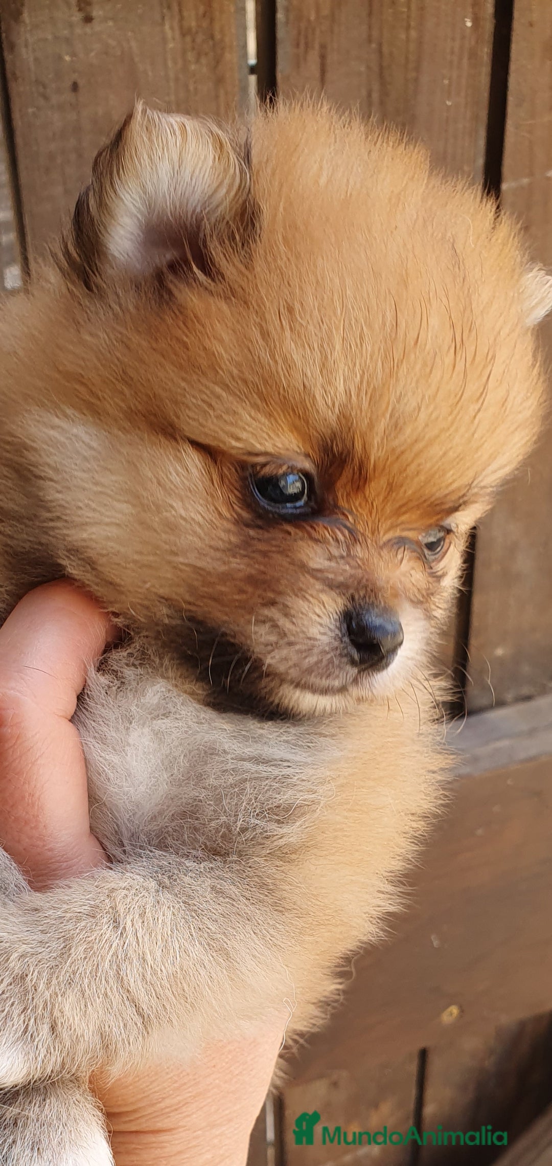 Pomerania perros en venta: Pomerania calidad TOP machito GRAN BELLEZA - Imagen 2
