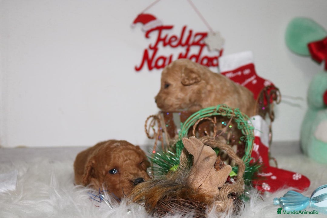 Caniche Toy perros en venta: Caniche toy - Anuncio 5