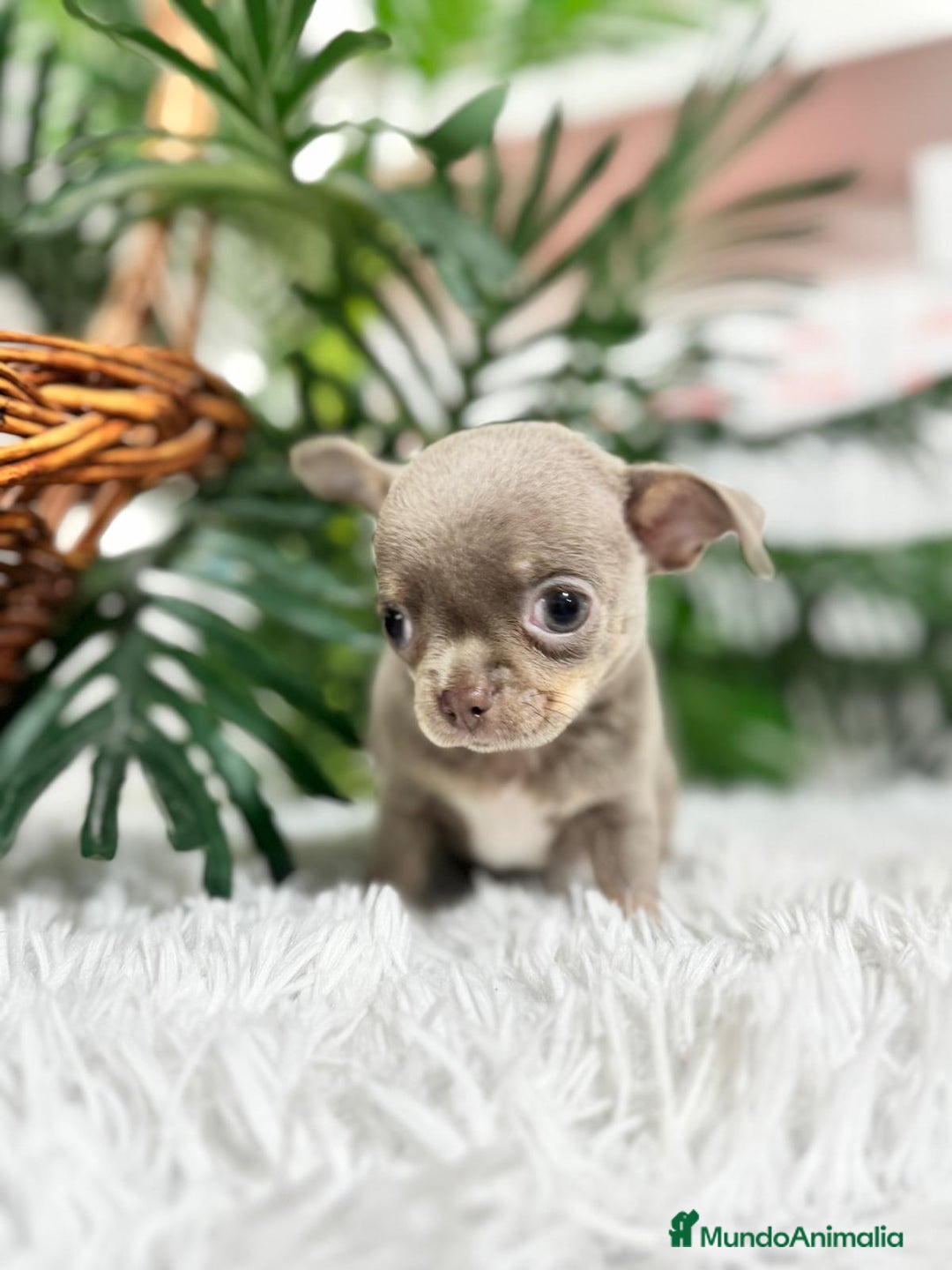 Chihuahua perros en venta: CHIHUAHUA MACHO LILAC AND TAN - Anuncio 10