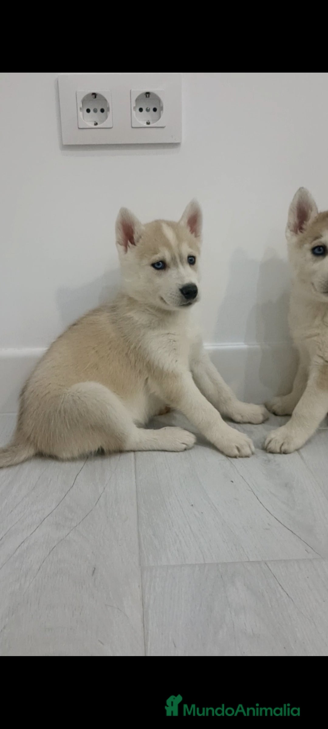 Husky Siberiano perros Hembra husky siberiano - Anuncio 1