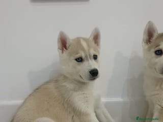 Husky Siberiano perros Hembra husky siberiano - Anuncio 1