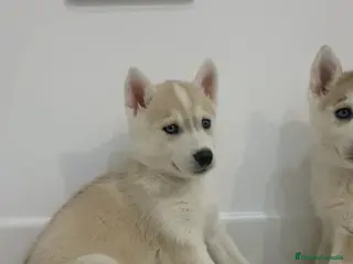 Husky Siberiano perros Hembra husky siberiano - Anuncio 1