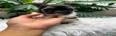 Yorkshire Terrier 1