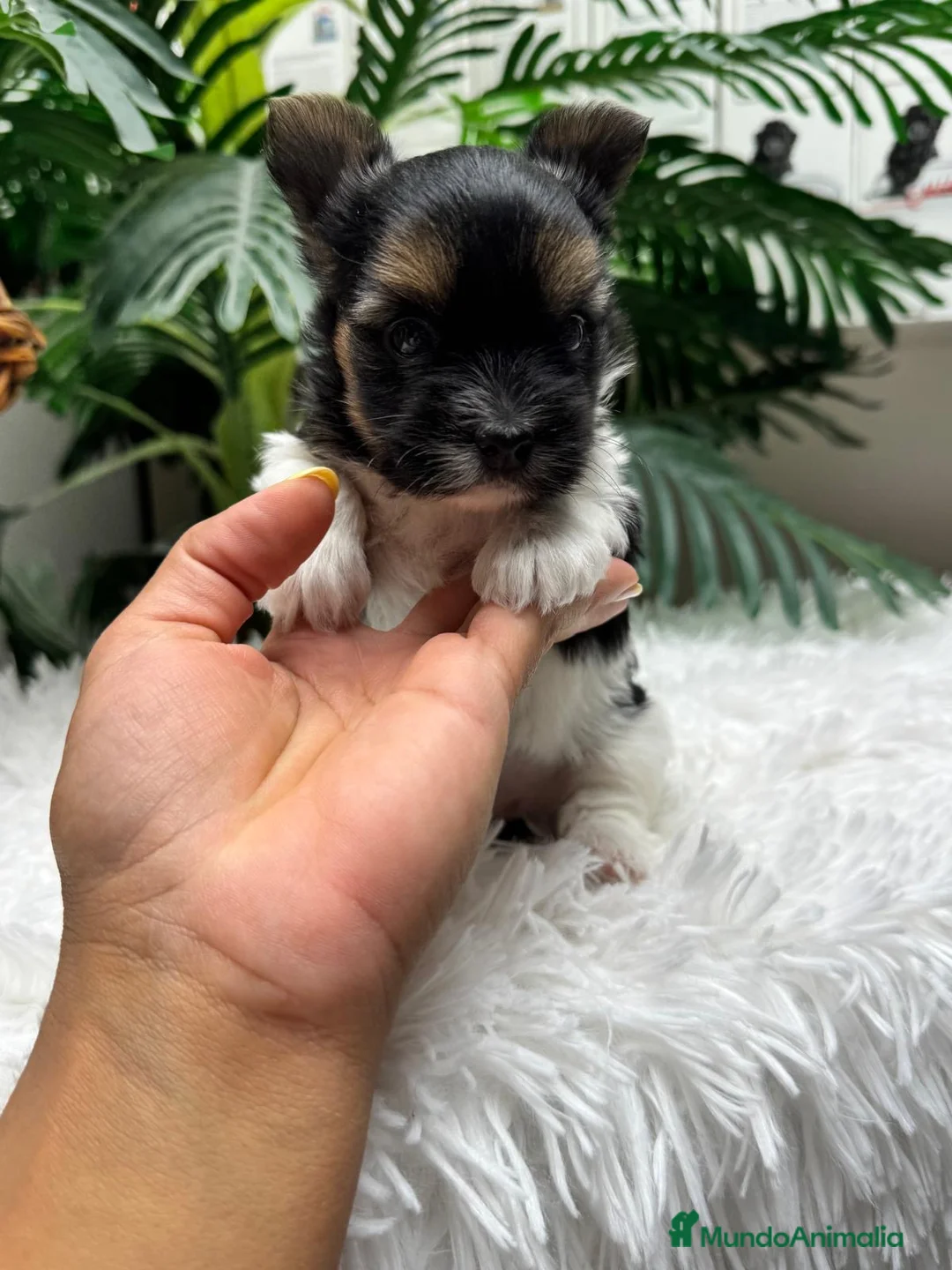 Yorkshire Terrier perros en venta: YORKSHIRE BIEWER HEMBRA - Anuncio 11