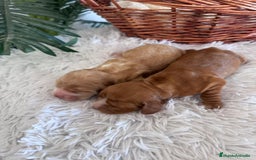 Cocker Spaniel Inglés perros en venta: COCKER SPANIEL INGLÉS HEMBRA - Imagen 8