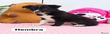 Border Collie 4