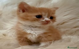 Británico de Pelo Corto gatos en venta: 🐾 Exclusiva gata British Shorthair - Imagen 3