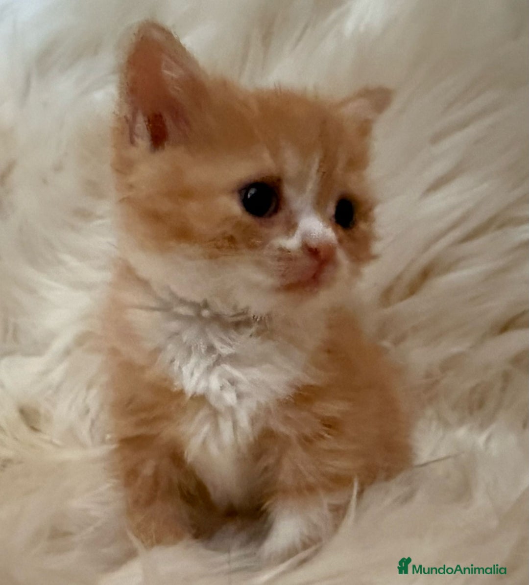 Británico de Pelo Corto gatos en venta: 🐾 Exclusiva gata British Shorthair - Imagen 3