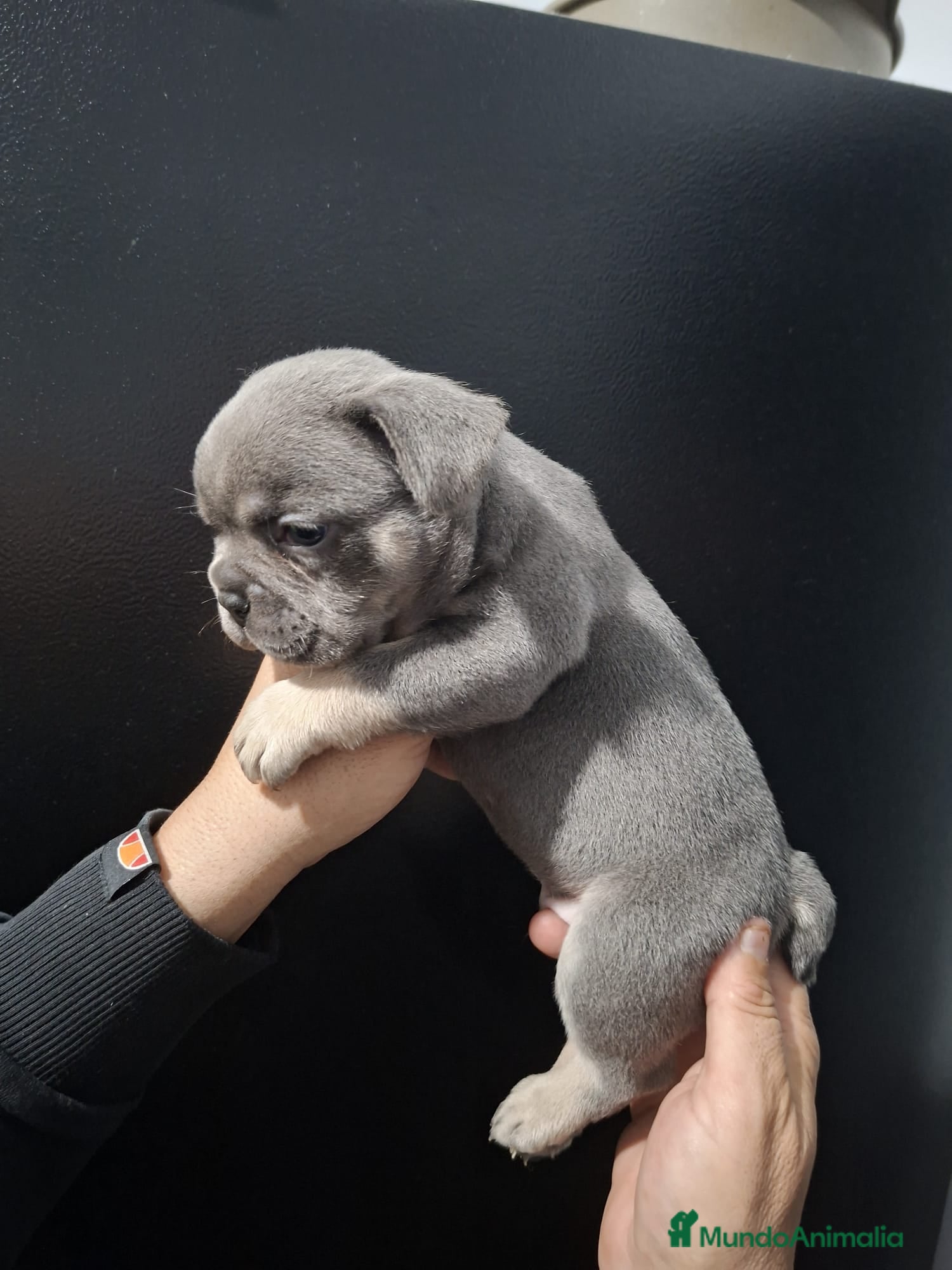 Bulldog Francés perros Macho Bulldog frances tri blue fawn - Anuncio 2