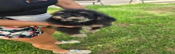 Caniche Toy perros en venta: Caniche toy economico - Anuncio 3