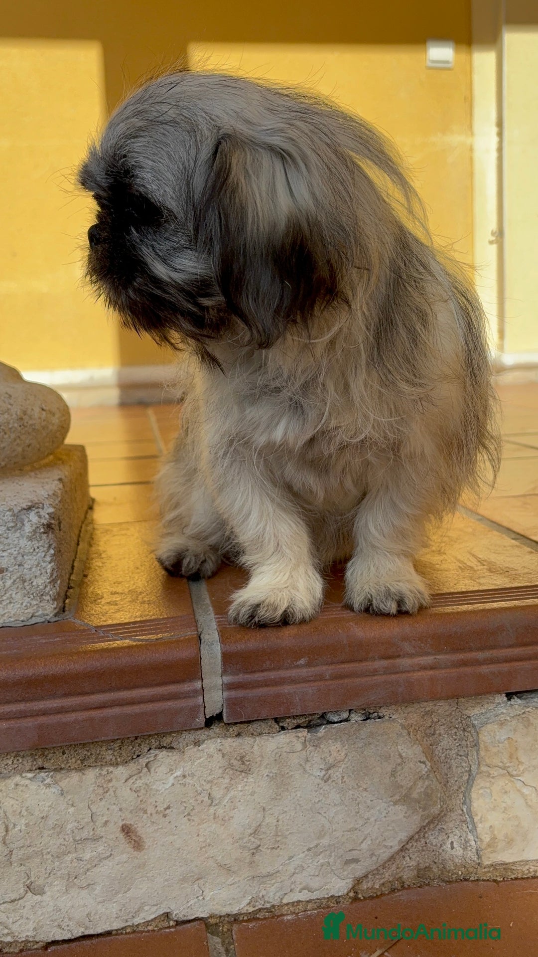 Pekinés perros en venta: Pekines imperial hembra preciosa  - Anuncio 4