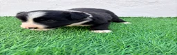 Border Collie perros en venta: Border Collie - Anuncio 9