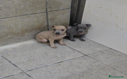 Pequeño Lebrel Italiano perros en venta: Lebrel isabelino pequeño - Imagen 3